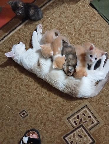 метис персидской кошки: Котята домашние, помёт от ласковой кошки-мамы. - Окрас: рыже-белые — 1