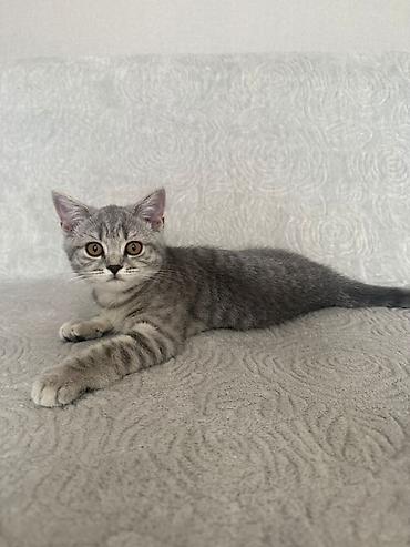 сиамский кот сколько стоит: 3 месяца, Мальчик, Серый, Приучена к лотку — 1