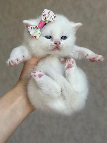 Pişiklər: Yaxşı əllərə — 9