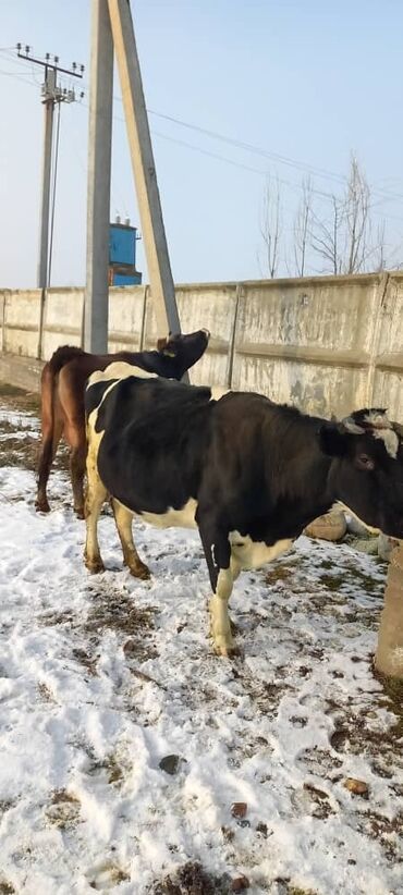 молочные породы коров в кыргызстане: Продаю | Корова (самка) | Для разведения at lalafo.kg молочные породы коров в кыргызстане: Продаю | Корова (самка) | Для разведения
