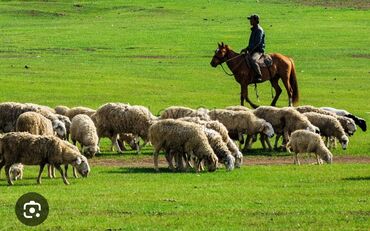 ищу работу чабан: Требуется Пастух, Оплата Ежемесячно, Питание