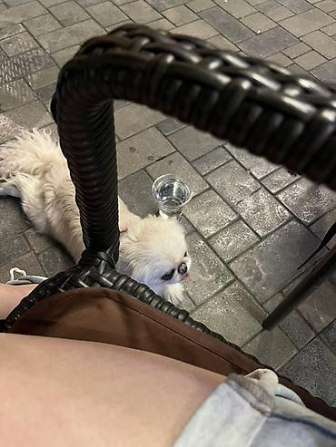 pekinez: Pekines, 1 il, Dişi, Ünvandan götürmə — 4