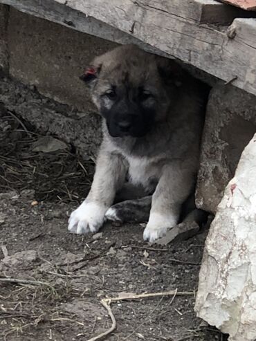 İtlər: Qurdbasar, 1 ay, Erkek — 2