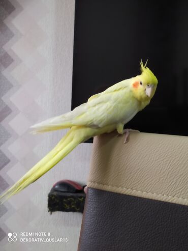 Tutuquşları: SALAM ENDİRİMLƏRƏ DAVAM. 💥🔥.HAZIR DANIŞAN QUŞLAR SATILIR!!!!!! Yaş — 20