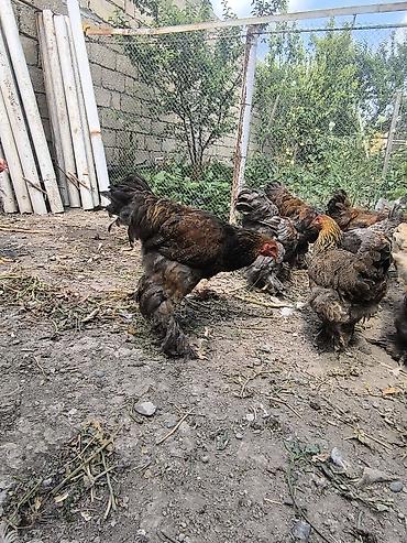 qaz toyuq: Satılır: lələkli ayaqlı yerli toyuq-xoruzlar (Brahma tipli) — 8