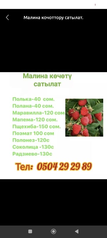 кухонный гарнитур кара балта: Тоңдурулган мөмө-жемиштер, жер-жемиштер, Малина, Дүңүнөн