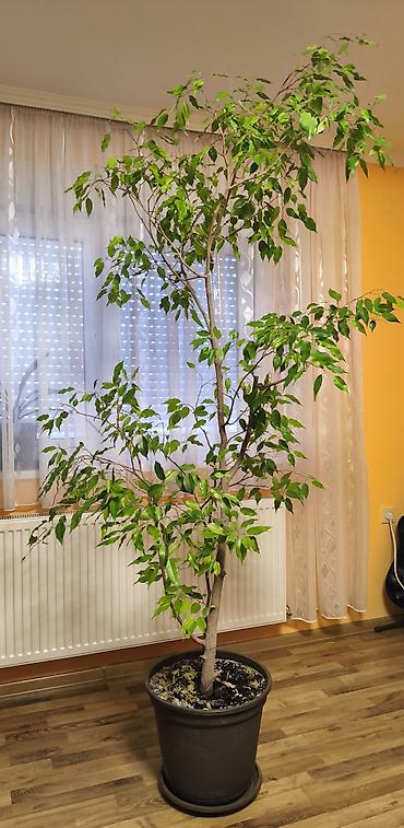 trupac biljka: Veliki sobni fikus benjamin (Ficus benjamina) u saksiji. - Visina — 2