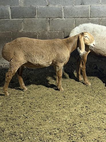 А/ч жаныбарларын сатам: Сатам | Ургаачы кой (ургаачы), Козу | Арашан — 1
