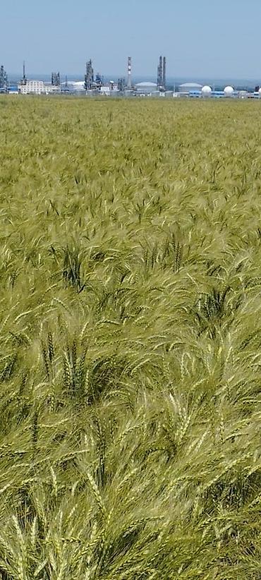 Продажа участков: 400 соток — 4