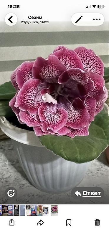 цветы для кафе: Глоксиния (Sinningia speciosa), крупноцветковые сорта - Эффектные — 1