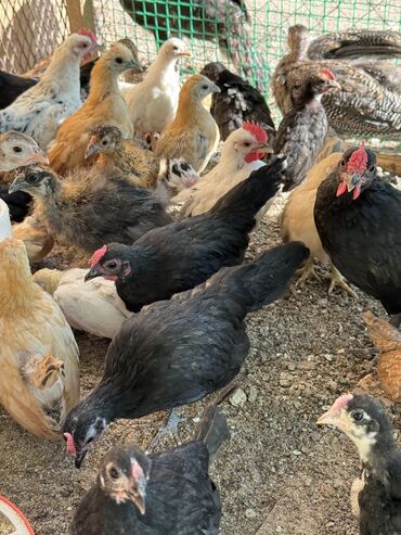 шотландская вислоухая длинношерстная кошка: 🐣Продаю декоративные карликовые породы кур и петухов! Отличные