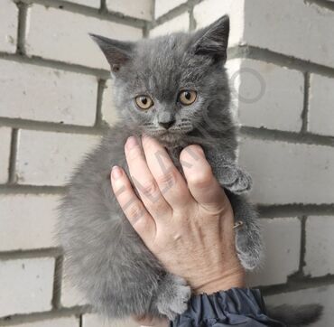 котята в хорошие руки: Британская, Самец, В добрые руки, Платная доставка
