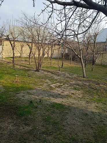 mingecevirde torpaq satisi: 10 sot, Kənd təsərrüfatı, Mülkiyyətçi, Kupça (Çıxarış) — 2