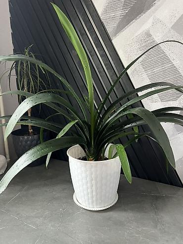 Драцены и Сансевиерии: Адаптированные пересаженные в горшках. Сансеvierия (Sansevieria — 43