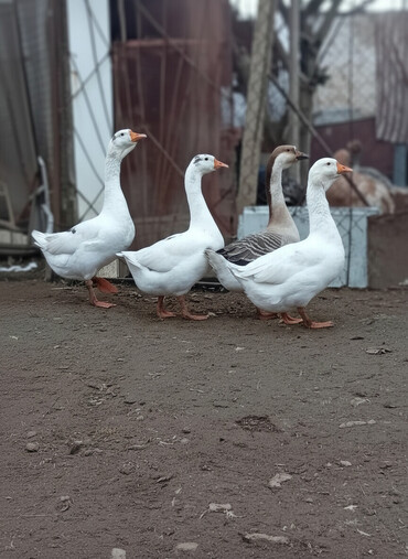 Qazlar: Qazlar satılır – həm ətlik, həm də damazlıq məqsədlər üçün — 1