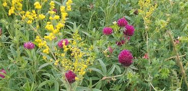 Bal: Müalicəvi Göyçay qaratikan balı 100% tam təbii baldır. Süzülmə bal — 3