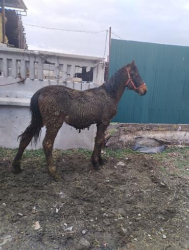 Лошади, кони: Продаю | Жеребенок | Полукровка | Рабочий | Племенные — 4