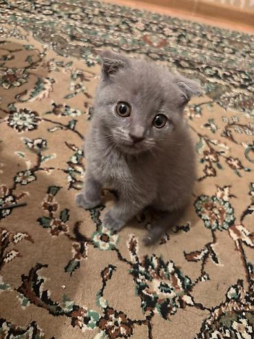 Pişiklər: Yaxşı əllərə — 7