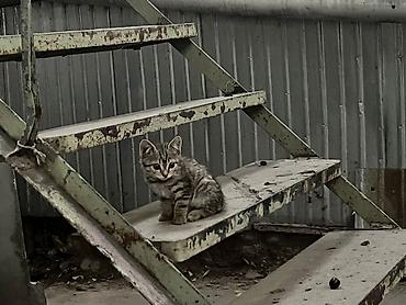 Животные: 🐾 Котята ищут добрые и любящие руки! 🐾 Отдаем очаровательных котят в — 1