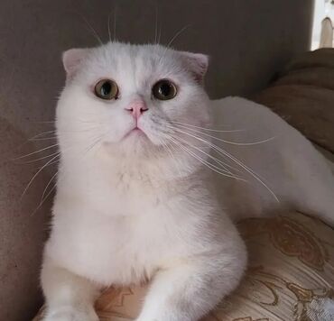 котёнок в добрые руки: Şotland yastı qulaq, Erkək