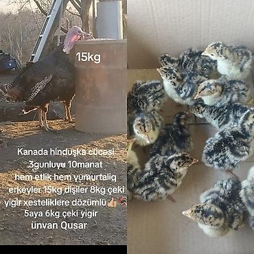 qoyun satisi 2024: Hinduşka cücələri, Ətlik — 1