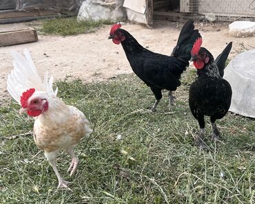 Digər quşlar: Yaponka xoruzlar 4 ayliqdilar bannayirlar