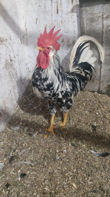 далматинец в Кыргызстан | СОБАКИ: В продаже петушки Леггорн Далматинец разного возраста. Курей и цыплят
