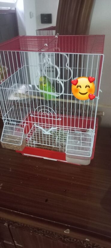 Papuqay 
qefes qarışıq 20 manat