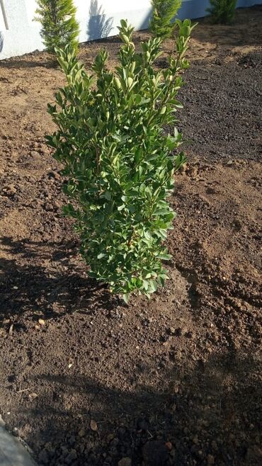 Toxumlar: Qazon sifarişi qəbul olunur yüksək keyfiyyətli danimarka toxumu ilə -da lalafo.az — 16 Toxumlar: Qazon sifarişi qəbul olunur yüksək keyfiyyətli danimarka toxumu ilə — 16