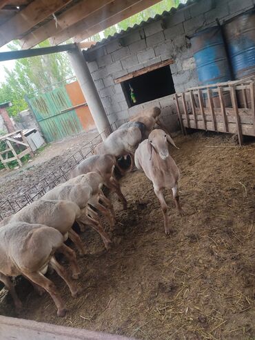 продается коза: Продаю | Ягненок, Баран (самец) | Арашан | Для разведения