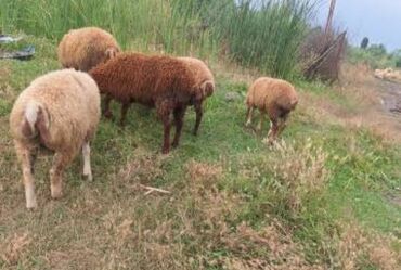 Quzu: Əmlik quzu satilir - Növ: yerli qoyunlar (qarışıq rənglər – ağ və