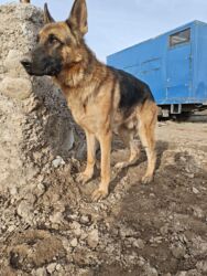 продажа домашних животных: Овчарка, 2 жаш, Эркек, Эмделген