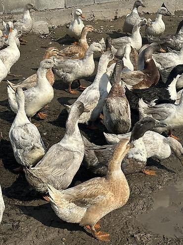 Птицы: Утки 72 головы все крупные — 9