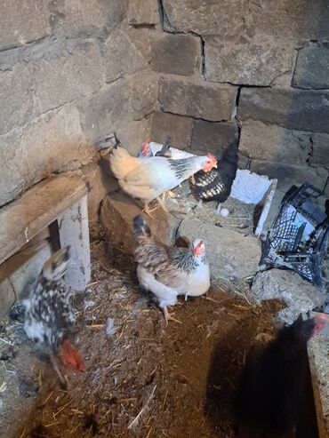 Toyuqlar: Toyuq, Damazlıq — 4