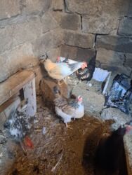 Toyuqlar: Tam saglam yumurtayan toyuglar Bakının Digah kendi — 4