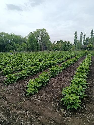 в кара балта: Продаю дом в Ново-Николаевке Кара-Балта сосновский поворт участок 20 — 8
