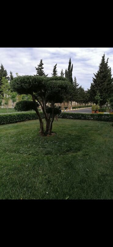 Landşaft işləri: Salam aleykum Adim Sahib 44yaşim var Bakida yaşayiram Gündelik olaraq — 4