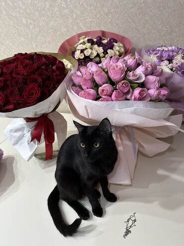 домик для котят: Отдам кота в добрые руки