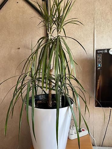 драцены: Драцена маргината (Dracaena marginata), крупное комнатное растение в — 1