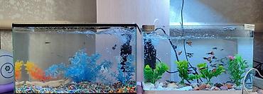 Рыбы: Продаются 2 аквариума с рыбками гуппи 🐠 В комплекте: ^ два ухоженных — 4