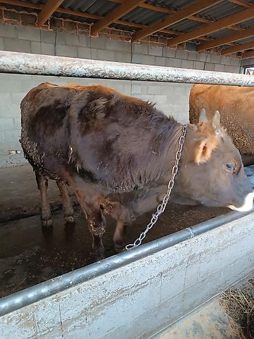 Коровы, быки: Продаю | Бык (самец) | На откорм | Привязанные — 2