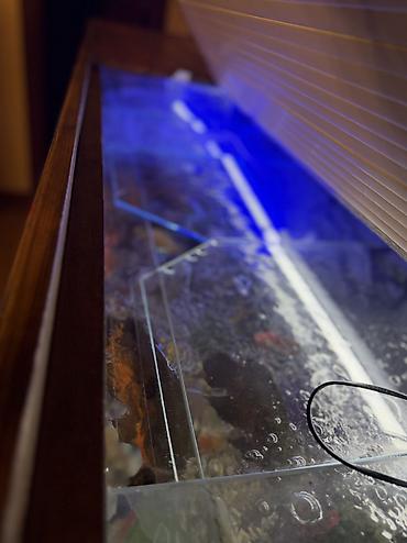 Akvariumlar: Продается аквариум 2 м с рыбами все вместе рыбы декор и — 16