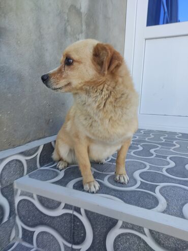 tula it: Zvonok, 10 ay, Dişi