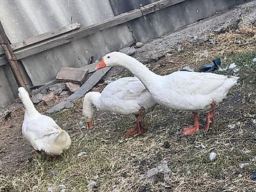 биг 6 индюшата: Домашняя птица — белые гуси (3 головы) Продаю два гуся и утку - — 1