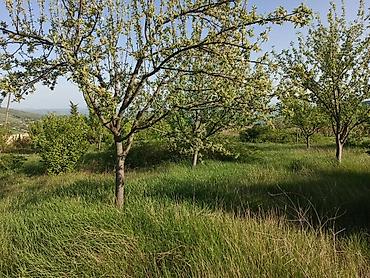 Torpaq sahələrinin satışı: 30 sot, Tikinti, Mülkiyyətçi, Kupça (Çıxarış) — 14