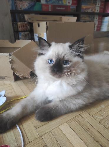 Mačke: Ragdoll mačići – blue point rođeni 02.04. - Prelepi ragdoll mačići sa — 1