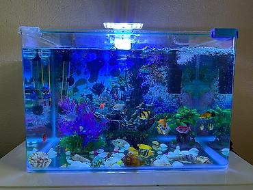 akvarium filterleri: Hazır akvarium.25-30 — 2