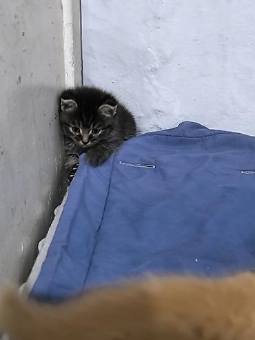 продажа породистых котят: Скотиш Фолд (Шотландская вислоухая), 1 месяц, Мальчик, Метис — 7