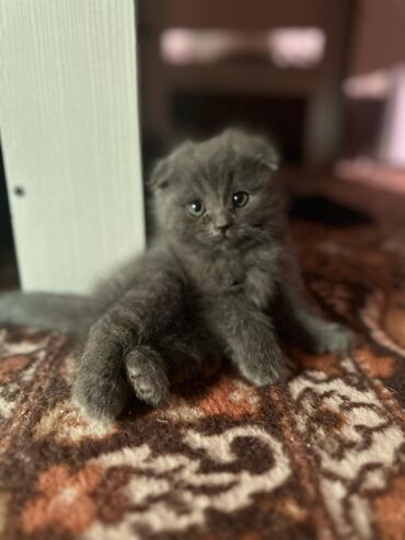 шотландский вислоухий кот рыжий: Мышыктар сатылат