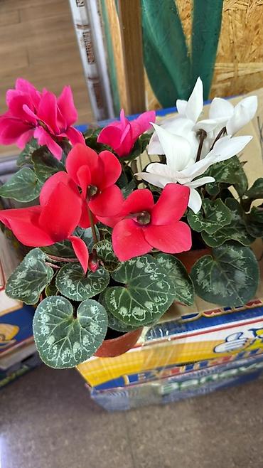 Герани и пеларгонии: Комнатные цветы в горшках — ассортименты расцветок - Цикламен — 5